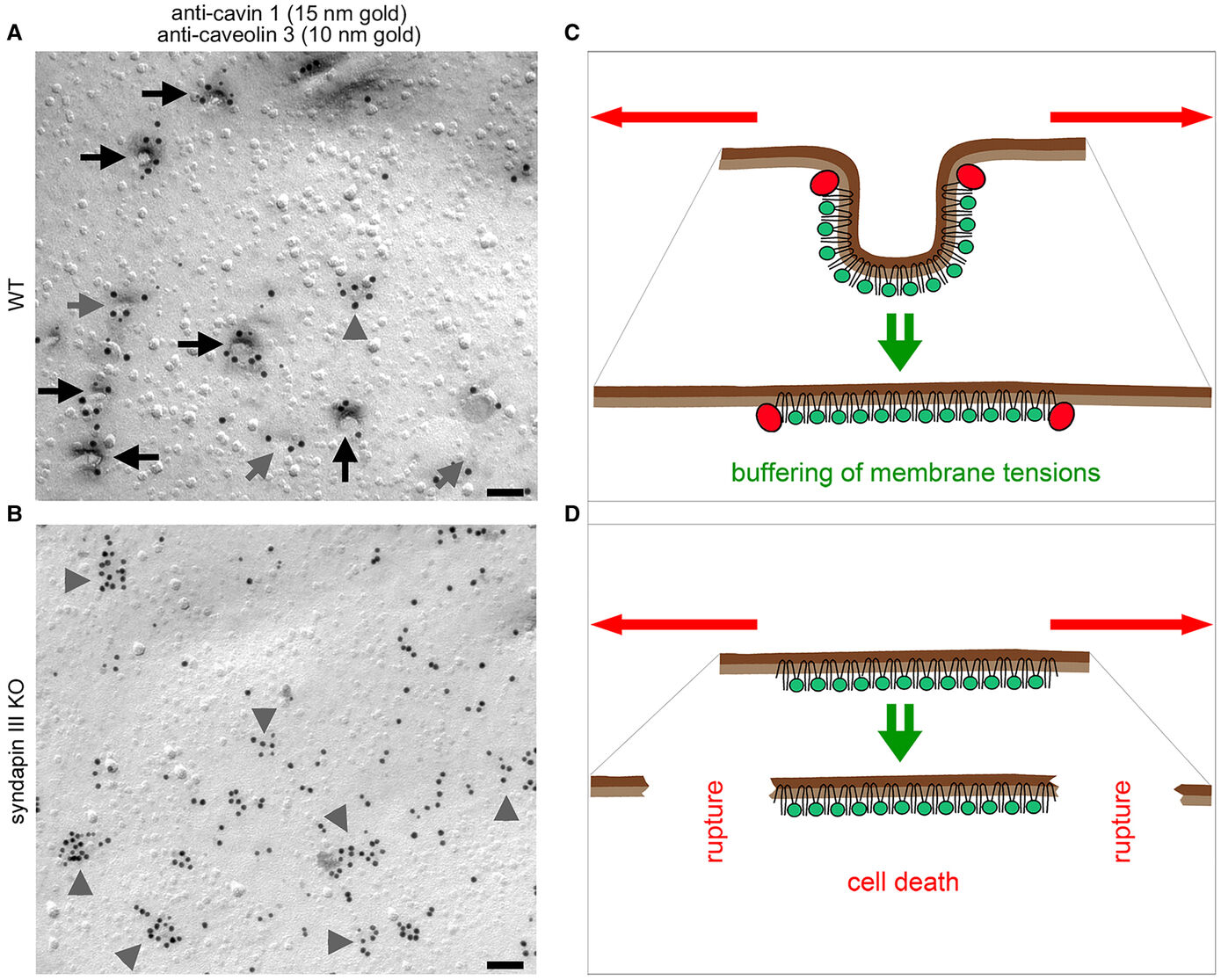 Fig. 8: Syndapine sind membranformende Proteine, die für die Bildung von invaginierten caveolären Strukturen entscheidend sind, die Membranspannungen puffern. (A und B) Elektronenmikroskopische Aufnahmen der Immunogold-Markierung von gefriergebrochenen Kardiomyozyten, die aus WT-Mäusen (A) und Syndapin III KO-Mäusen (B) isoliert wurden. Im Syndapin III KO sind die caveolären Invaginationen stark beeinträchtigt und weite Bereiche der Plasmamembran erscheinen flach. Schwarze Pfeile, tiefe Caveolae; graue Pfeile, flache höhlenartige Strukturen; Pfeilspitzen, Cluster von Cavin 1 und/oder Caveolin 3 an flachen Membranbereichen. Balken, 100 nm (nach: Seemann et al. 2017, Abbildung 4 Supplement). (C und D) Schematische Darstellung von WT (C) und Syndapin III KO (C) Plasmamembranen mit (C) und ohne (D) invaginierten Caveolae und den Ergebnissen von Kräften (rote Pfeile), die die Membran strecken. Imi WT ist eine Pufferung der Membranspannung durch eine caveoläre Abflachung möglich (C). In Abwesenheit von Syndapin III, was zum Fehlen von caveolären Invaginationen als Membranreservoir für die Spannungspufferung führt, wird Membranruptur beobachtet (Kessels & Qualmann, 2020, Biochem. Soc. Trans.).