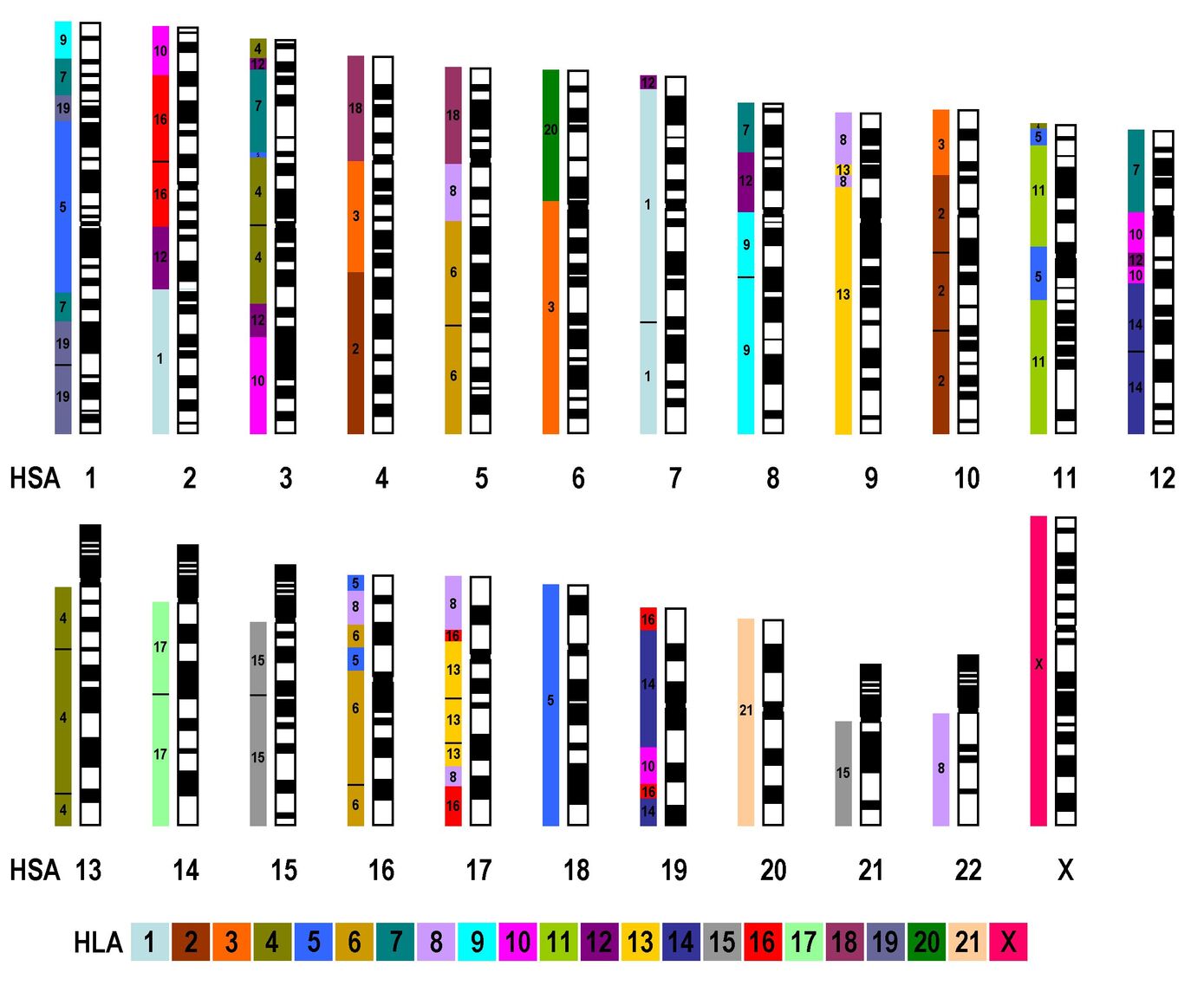 Schematisches HLA Karyogramm mit Orientierung der syntenen HSA Regionen (Weise et al., 2015).