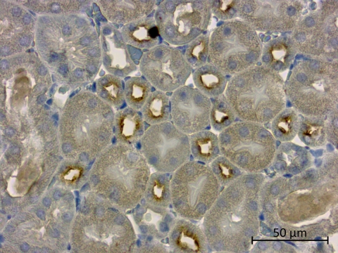 Uromodulin Antikörperfärbung eines Gewebeschnitts einer Mausniere.