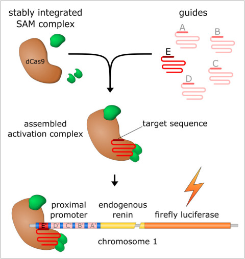 Kirchner S, Reuter S, Westphal A, Mrowka R. Decipher the complexity of cis-regulatory regions by a modified Cas9. PLoS One. 2020 Jul 2;15(7):e0235530. doi: 10.1371/journal.pone.0235530. PMID: 32614871; PMCID: PMC7332081.