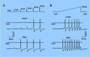 Abb. 2: Whole-cell-Ableitung an DRG-Zellmembran. Typische Aktionspotentiale und deren Modulation durch PGD2 (A,B; unten).