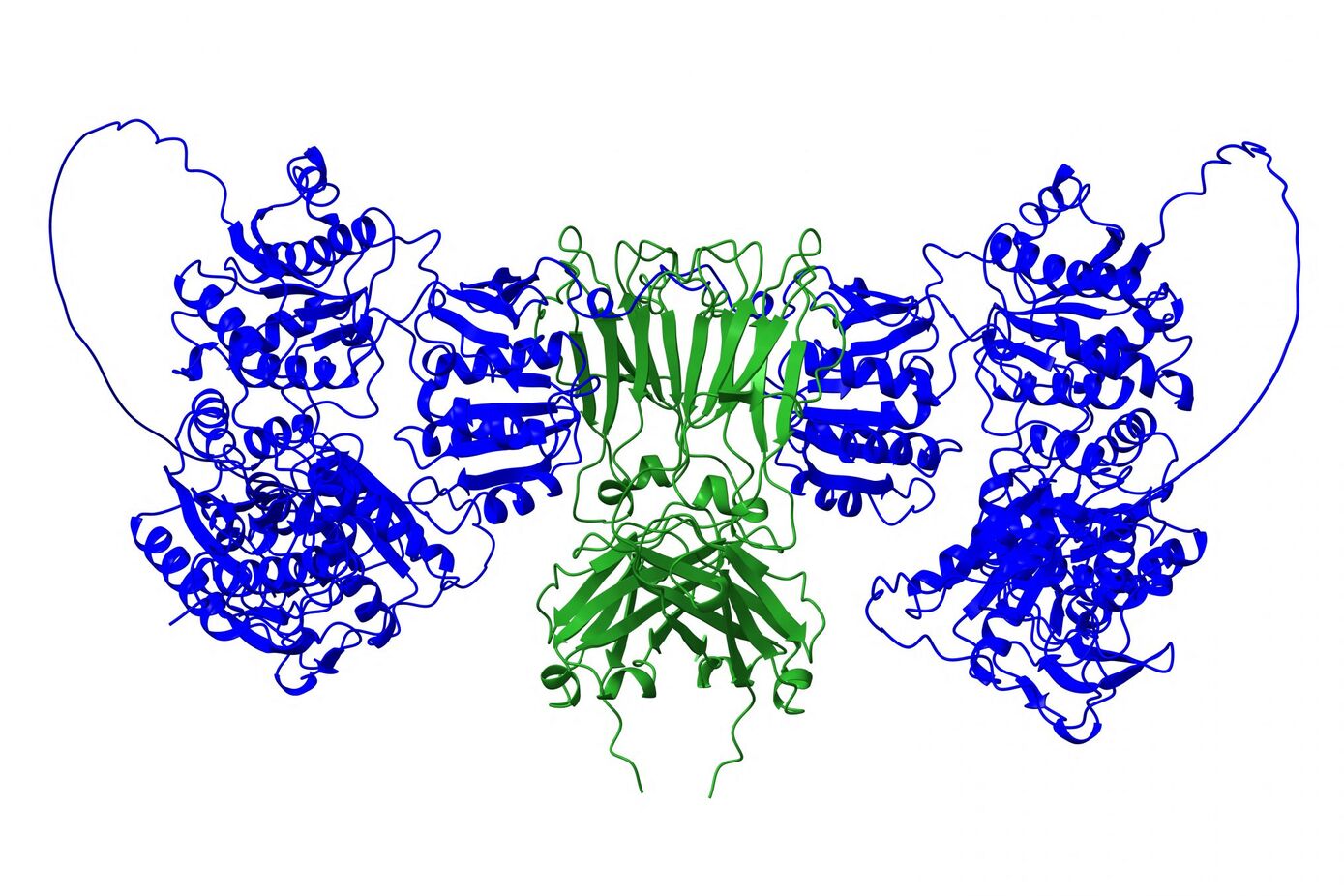 Structure of the drug molecule: The molecule consist of a part of the NMDA receptor (blue) and a constant domain of a human antibody (green). The pathogenic antibodies will be bound by the drug molecule and therefore not binding the NMDA receptor on the nerve cells. Source: Stephan “Stöpa” Steinke/TU Braunschweig